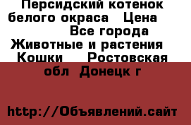 Персидский котенок белого окраса › Цена ­ 35 000 - Все города Животные и растения » Кошки   . Ростовская обл.,Донецк г.